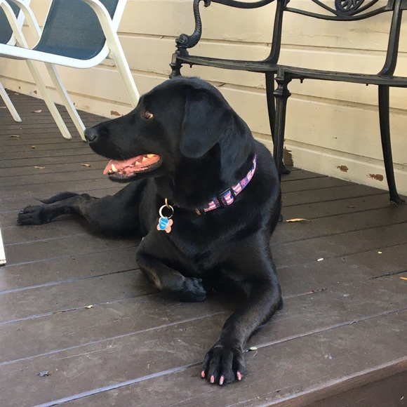 Pics and a little about me🌷VET BILLS ARE PILING UP! MAKE OFFERS PLEASE!🙏🏼🙏🏼🙏🏼 - Picture 6 of 16